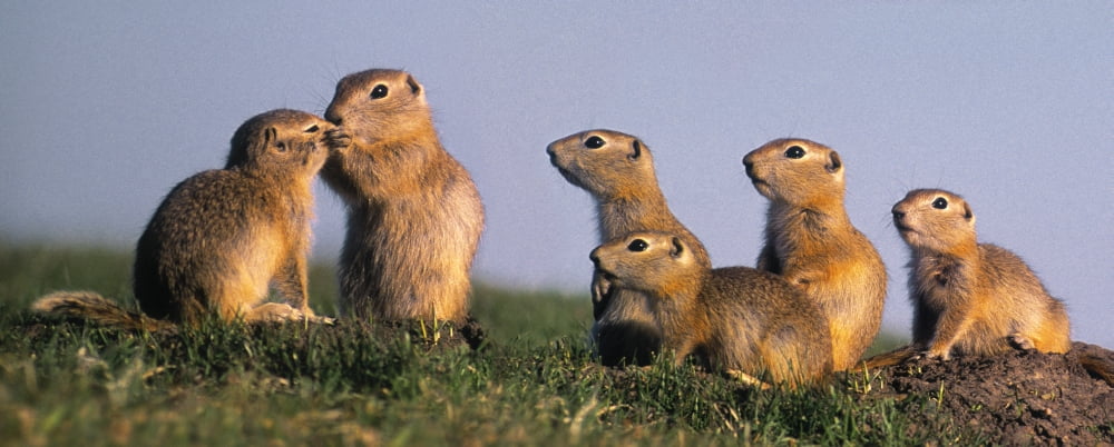 Fv3553 Natural Moments Photography Prairie Dogs Canvas Art - Darwin Wiggett Design Pics (22 x 9)