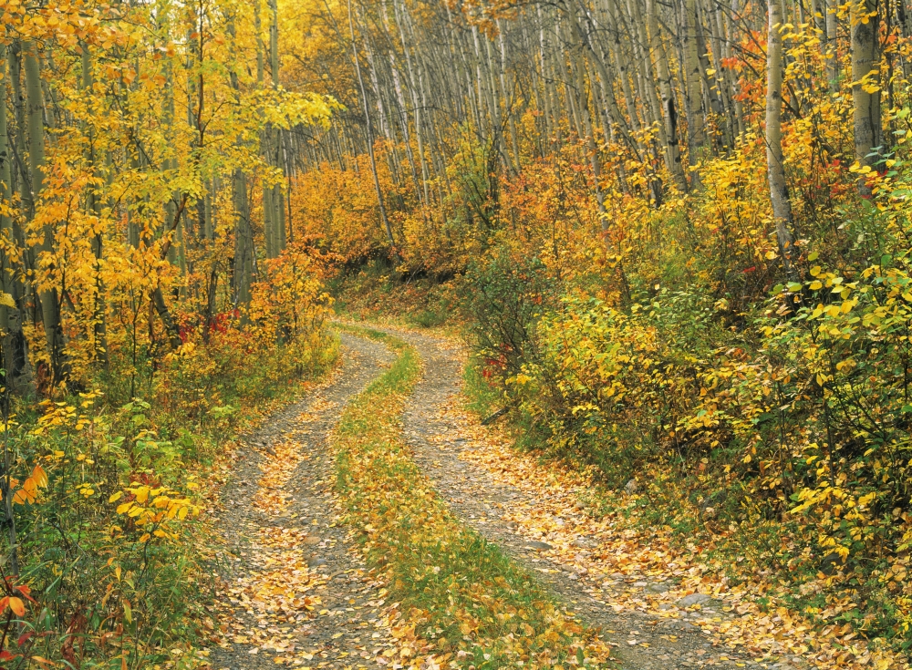 Fv3574 Natural Moments Photography Road Through Forest Canvas Art - Darwin Wiggett Design Pics (18 x 13)