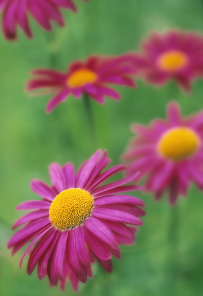 Fv3575 Natural Moments Photography Pink Flowers Echinacea Canvas Art - Darwin Wiggett Design Pics (11 x 17)
