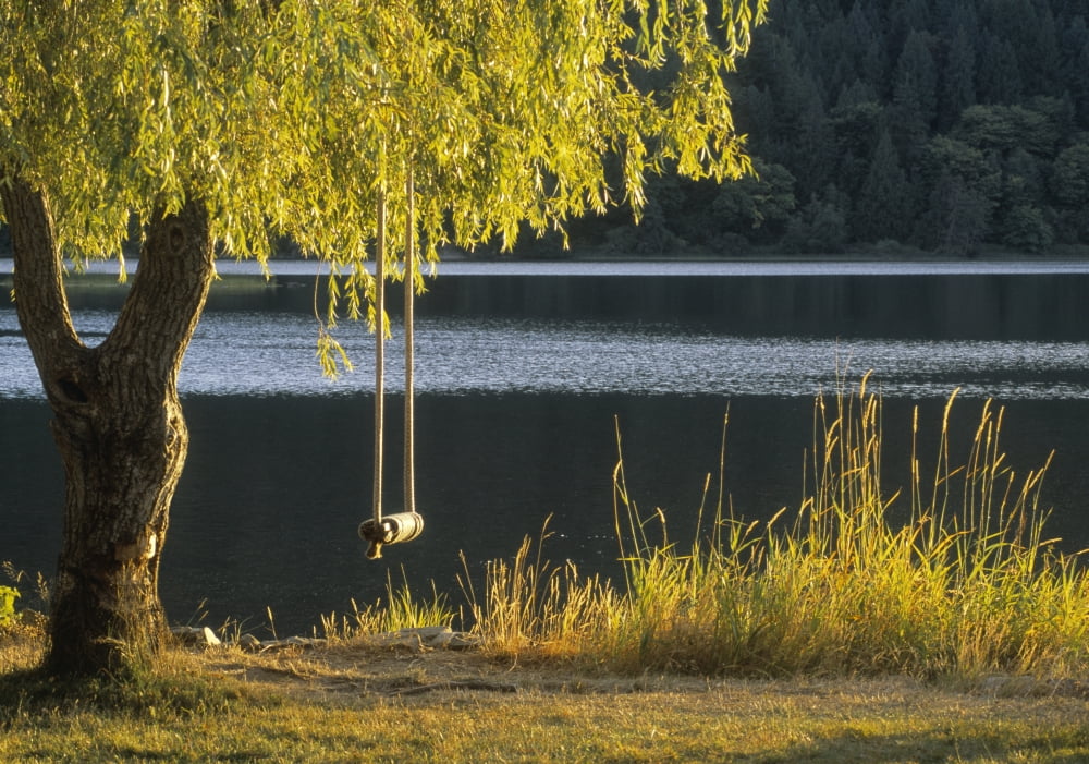 Fv3584 Natural Moments Photography Swing Hanging From Tree Canvas Art - Darwin Wiggett  Design Pics (34 x 24)