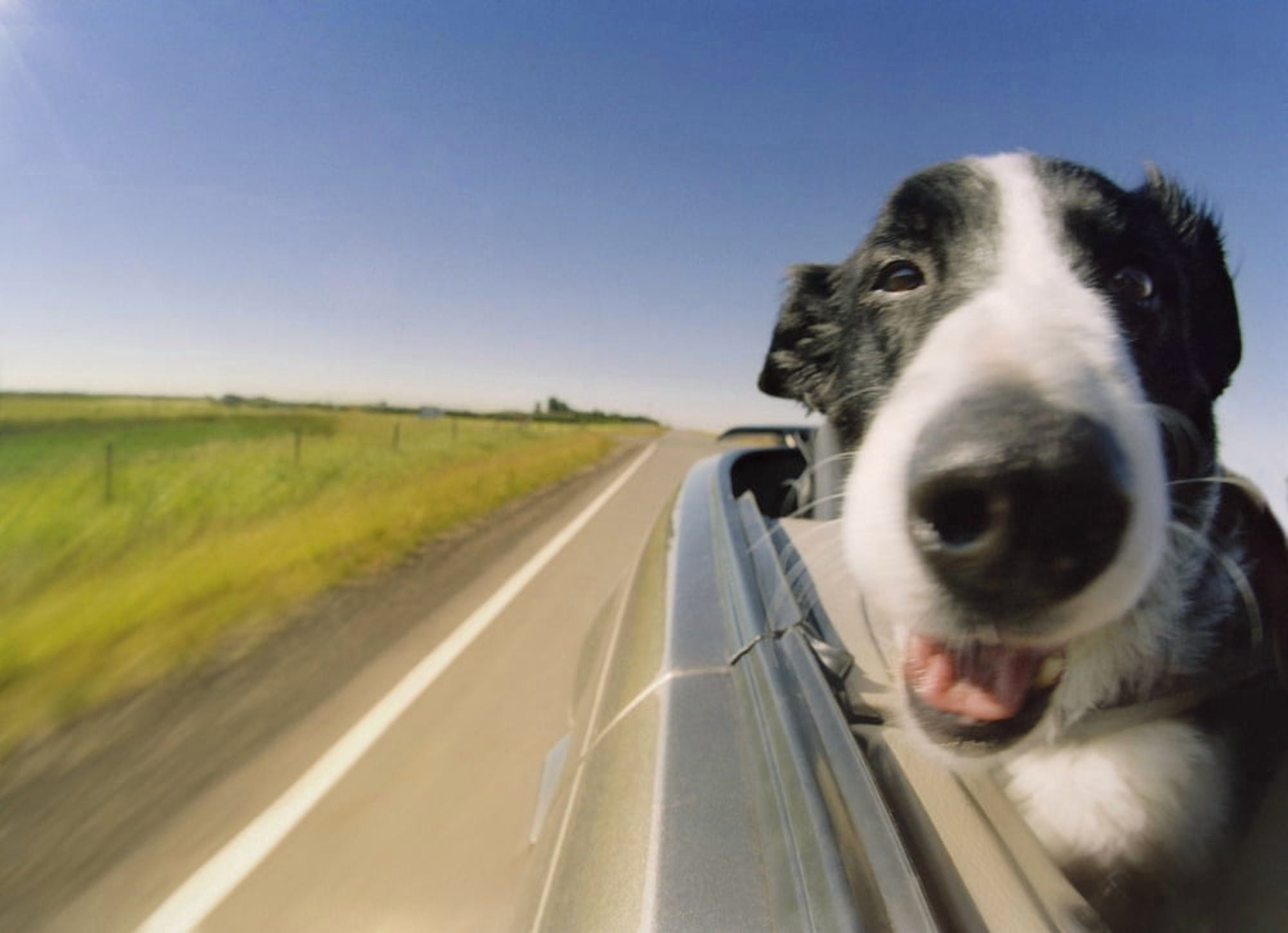 Fv3585 Natural Moments Photography Dog In Convertible Canvas Art - Darwin Wiggett Design Pics (16 x 12)