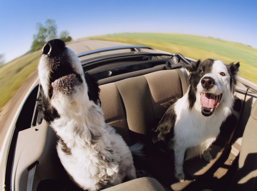 Fv3586 Natural Moments Photography Two Dogs In Backseat Of Convertible Canvas Art - Darwin Wiggett Design Pics (16 x 12)