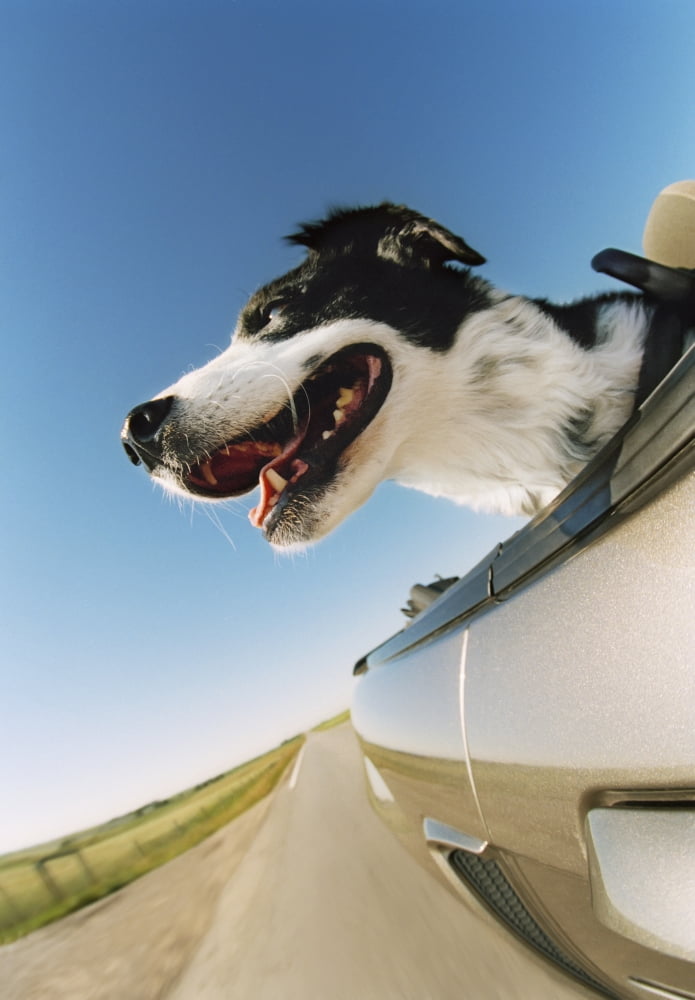 Fv3587 Natural Moments Photography Dog Sticking Head Out Of Convertible Canvas Art - Darwin Wiggett Design Pics (22 x 34)