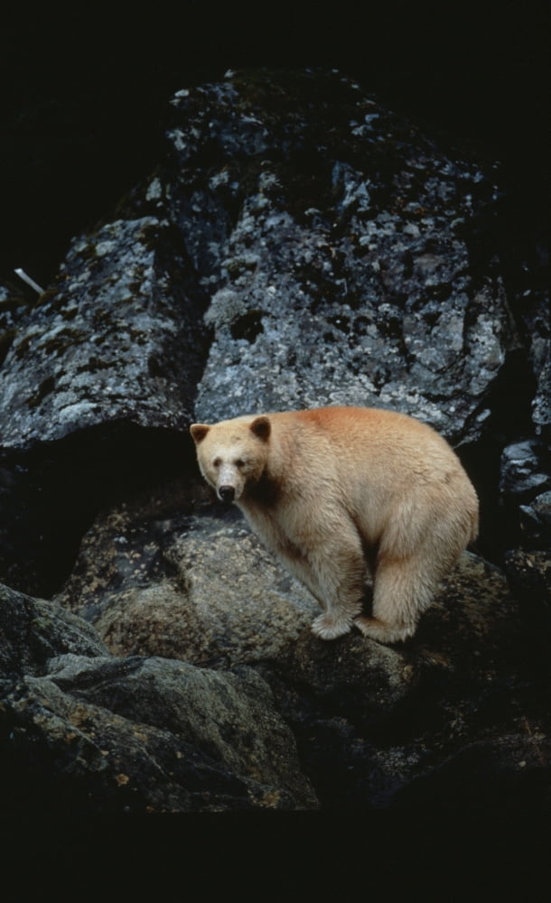 Fv3608 Jason Puddifoot White Spirit Bear Princess Royal Island Bc Canvas Art - Jason Puddifoot Design Pics (11 x 18)