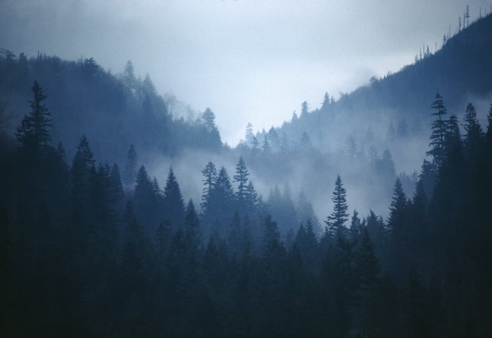 Fv4277 Bert Klassen Foggy Mountain With Trees Canvas Art - Bert Klassen Design Pics (19 x 13)