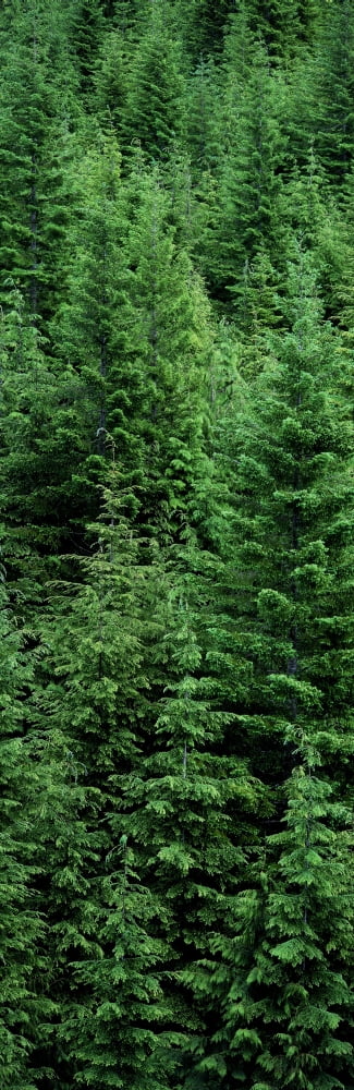 Fv5460 Ron Watts Canada British Columbia Vancouver Island Temperate Rainforest Canvas Art - Ron Watts Design Pics (13 x 36)