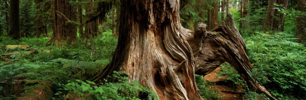 Fv5464 Ron Watts Usa Washington State Olympic National Park Hoh Rainforest Old Growth Trunk Canvas Art - Ron Watts Design Pics (25 x 8)