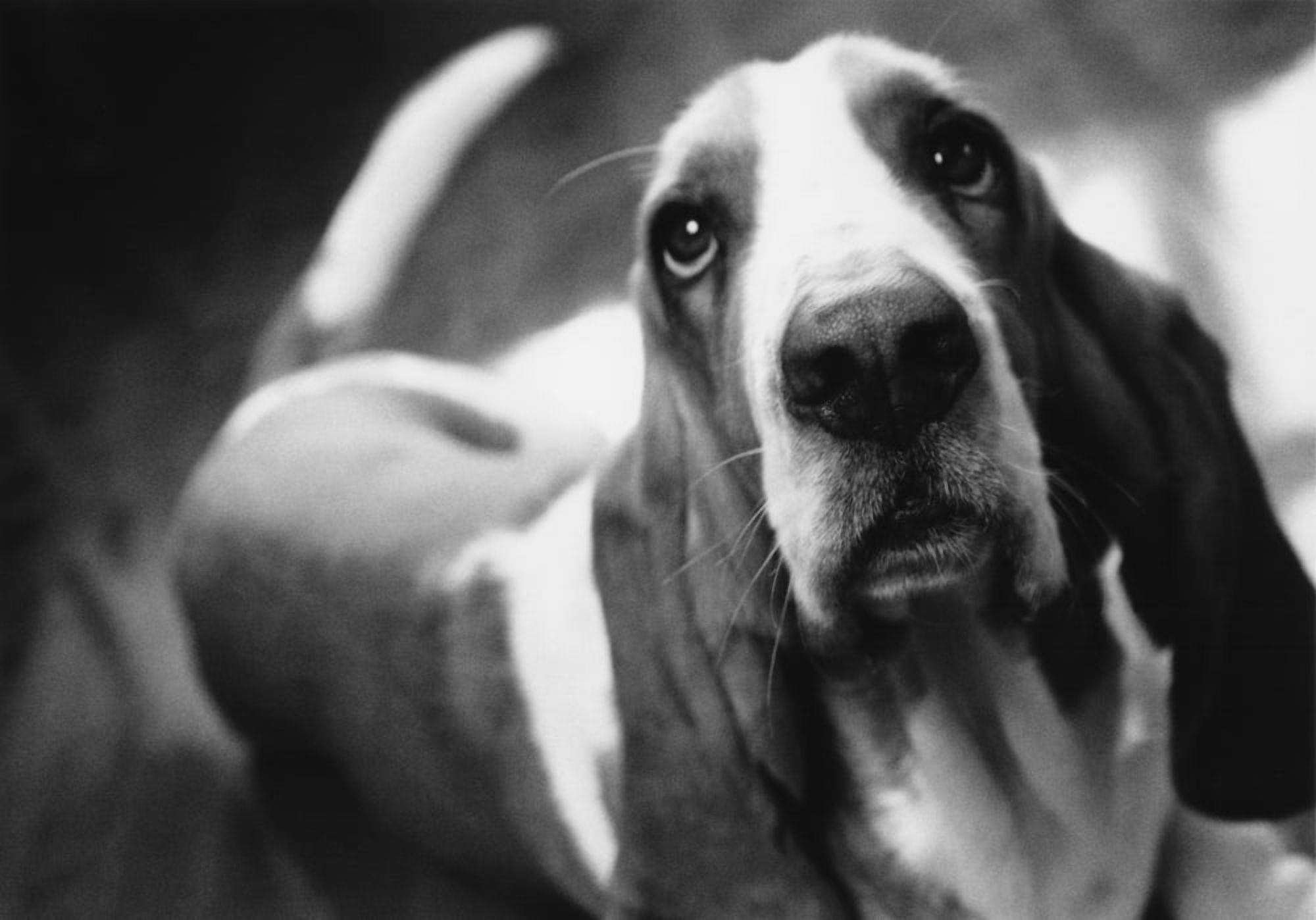 Fv5571 Jean Desy Basset Hound BW Canvas Art - Jean Desy Design Pics (34 x 22)