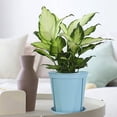 thumbnail image 1 of Fwttom Plant Pots, Plastic Flower Pots for Indoor Plants, Planter Container for Windowsill Balcony Home Decoration, Blue, 1 of 7