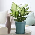 thumbnail image 1 of Fwttom Plant Pots, Plastic Flower Pots for Indoor Plants, Planter Container for Windowsill Balcony Home Decoration, Green, 1 of 6