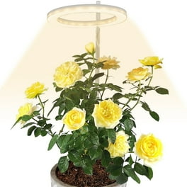 White rose led grow lights best sale