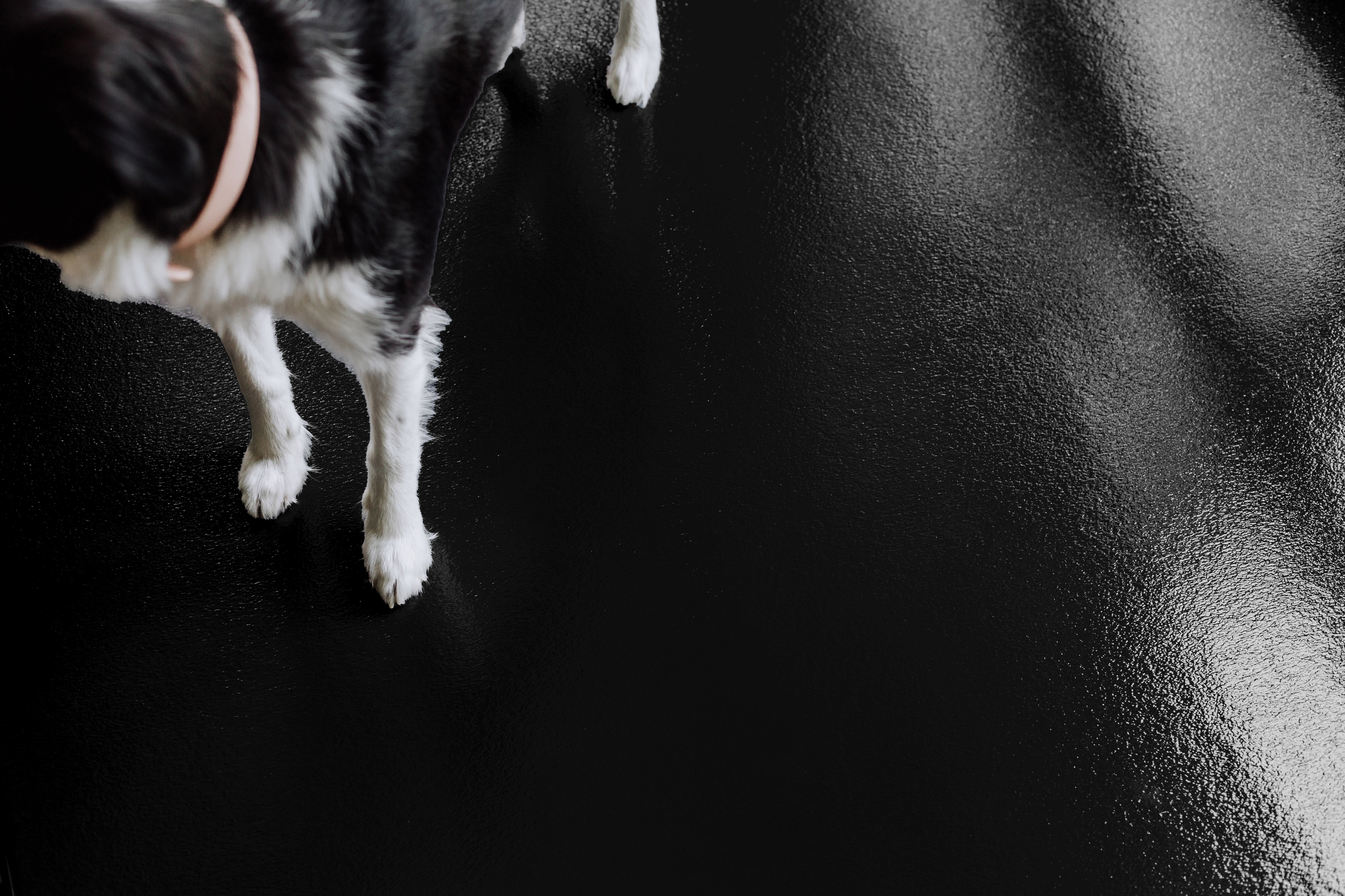 G-Floor 8.5' x 22' Ceramic Texture Vinyl Pet Mat & Carpet Protector, Midnight Black
