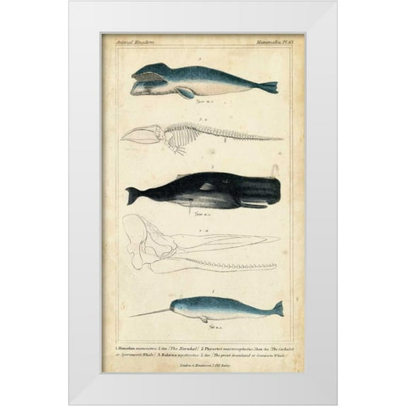 G. Henderson 12x18 White Modern Wood Framed Museum Art Print Titled - Antique Whale and Dolphin Study III