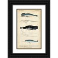 thumbnail image 1 of G. Henderson 16x24 Black Ornate Wood Framed with Double Matting Museum Art Print Titled - Antique Whale and Dolphin Study III, 1 of 4