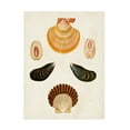 thumbnail image 1 of G W Knorr 'Knorr Shells I' Canvas Art, 1 of 3