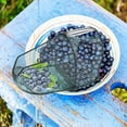 thumbnail image 2 of Berry Picker Comb Plastic Blueberry Rake Scoop For Fruit Harvesting | UK 2 of 12