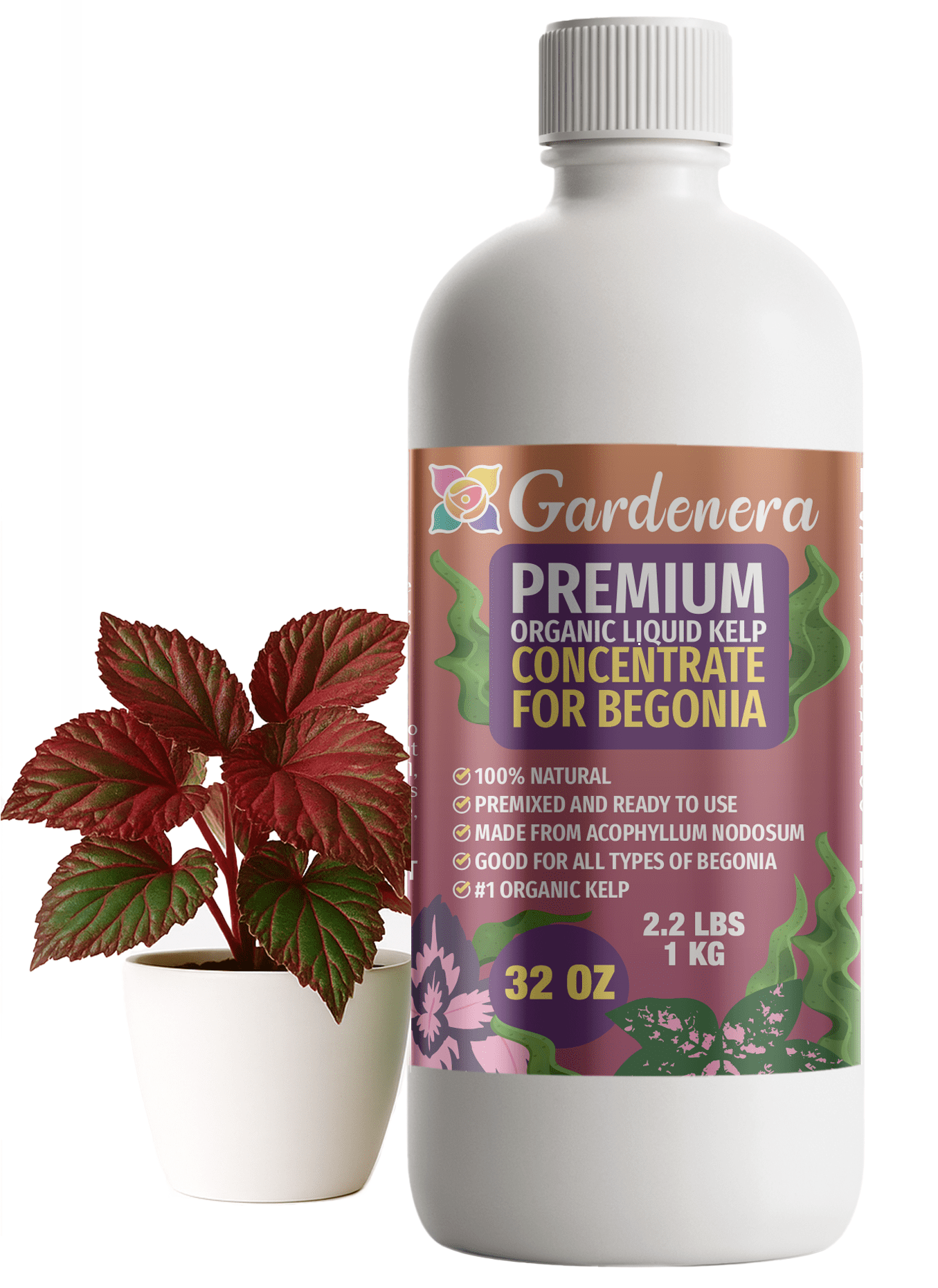 ⭐ GARDENERA Premium Organic Seaweed & Kelp Superfood for BEGONIA Plants - 32 oz - Liquid Kelp Fertilizer Concentrate (Makes 180 Gallons)