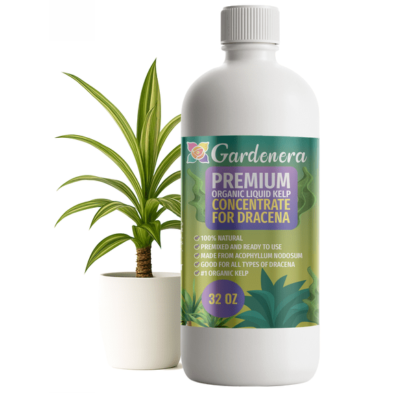 β ππππππππππ GARDENERA Premium Organic Seaweed & Kelp Superfood for DRACAENA Plants - 32 oz - Liquid Kelp Fertilizer Concentrate (Makes 180 Gallons)