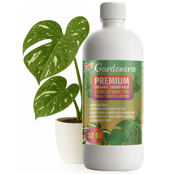 ⭐ GARDENERA Premium Organic Seaweed & Kelp Superfood for THAI CONSTELLATION Plants - 32 oz - Liquid Kelp Fertilizer Concentrate (Makes 180 Gallons)
