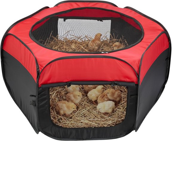GASTROPOD Brooder Box for Chick,Pop-Up Chicken Brooder Box with Dual Doors,Brooder Box for Chicks Starter Kit Includes Chicken Feeder,Waterer,Perch,Holds Up to 15 Chicks,Ducks&Quail