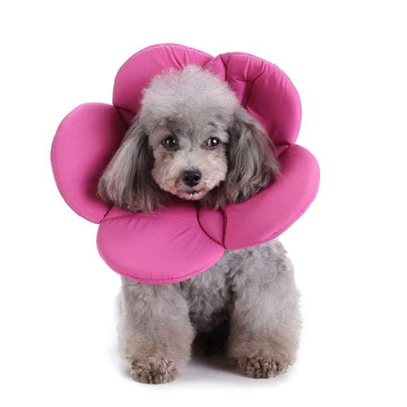 GASTROPOD Pet Collar, Elizabethan Dog Waterproof Comfy Collar Flower Pattern Adjustable Recovery Protection Cone Collar for Puppy Small Medium Dogs (M, Purple)