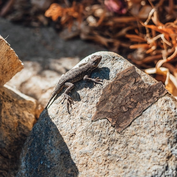 GAXIRE Bark for Terrarium Tree Bark Decor Coffee Wood 10Pcs