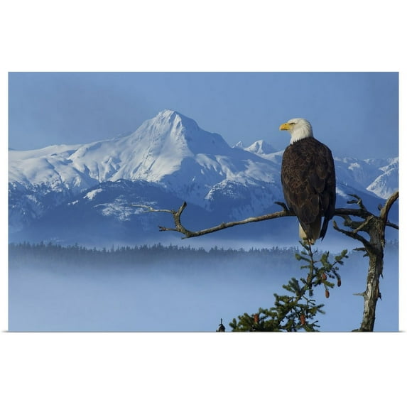 GBC | "Bald Eagle Perched On Spruce Branch Overlooking The Chilkat Mountains, Alaska" Art Print - 36x24