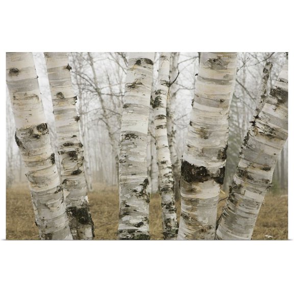 GBC | "Birch Trees In The Fog In Early Spring, Ontario, Canada" Art Print - 24x16
