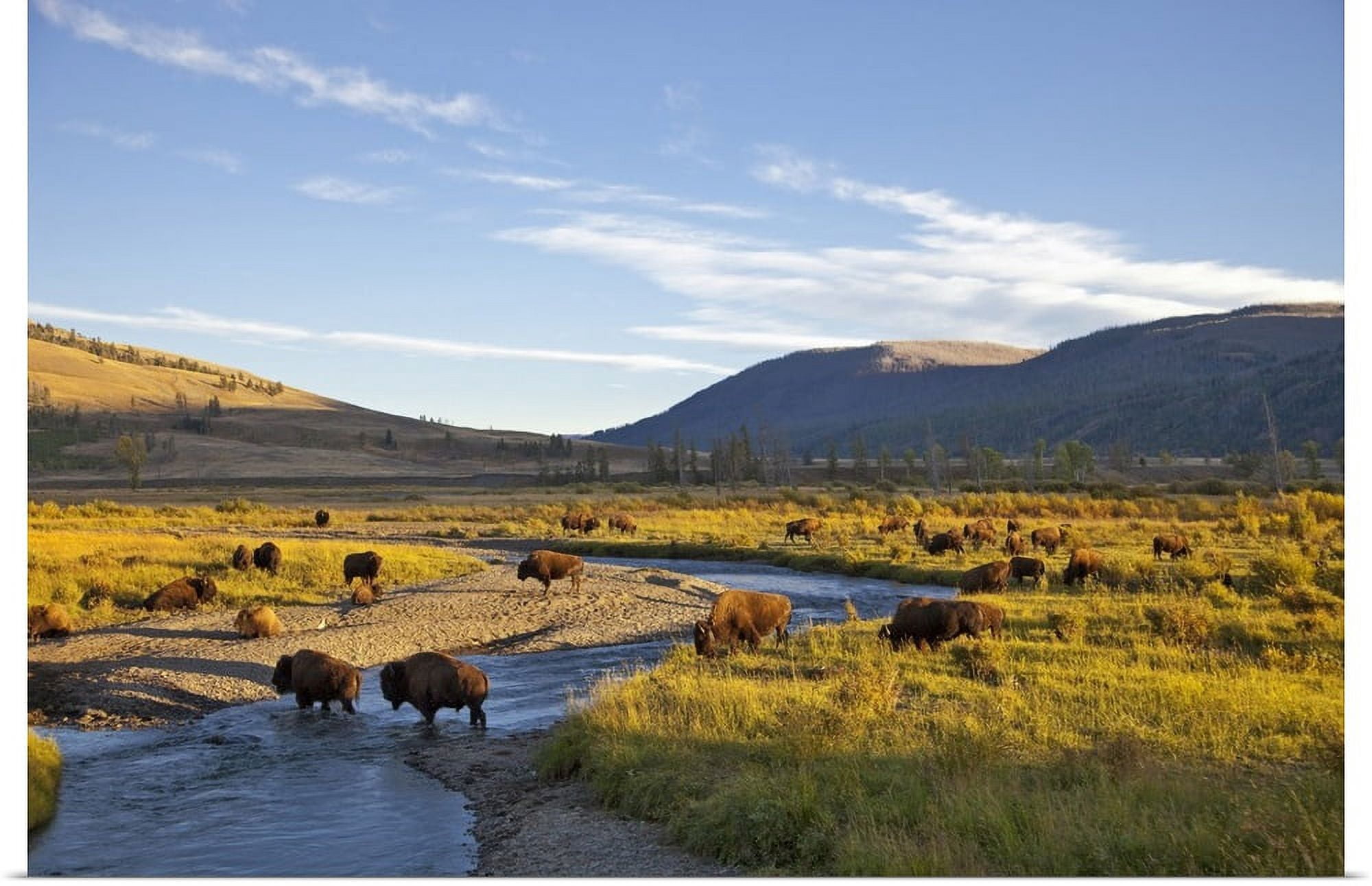 GBC | "Bison herd in the Lamar Valley of Yellowstone National Park in