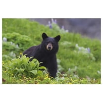 GBC | "Black Bear, Harding Icefield Trail, Kenai Fjords National Park, Southcentral Alaska" Art Print - 48x32