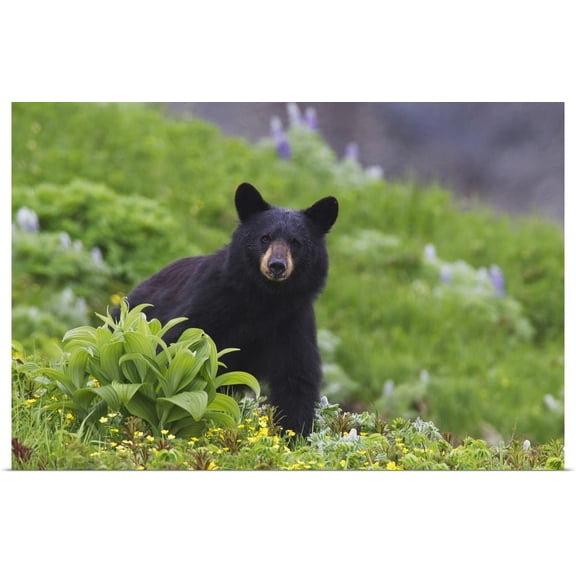 GBC | "Black Bear, Harding Icefield Trail, Kenai Fjords National Park, Southcentral Alaska" Art Print - 48x32