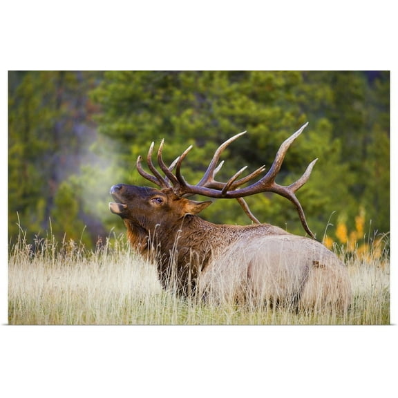 GBC | "Bull Elk" Art Print - 36x24