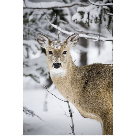 GBC | "Close Up Of A Young Deer In A Snow Covered Forest, Alberta, Canada" Art Print - 20x30