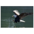 thumbnail image 1 of GBC | "Close up of a Bald Eagle catching a fish out of the Inside Passage waters" Art Print - 30x20, 1 of 4