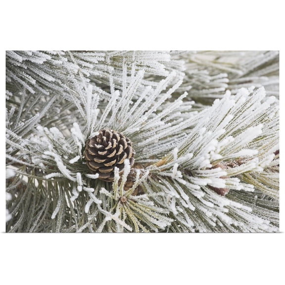 GBC | "Frost Covered Pine Needles And A Pine Cone, Calgary, Alberta, Canada" Art Print - 36x24