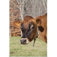 thumbnail image 1 of GBC | "Jersey cow in autumn pasture, Baldwin Brook Farm, Canterbury, Connecticut" Art Print - 32x48, 1 of 4
