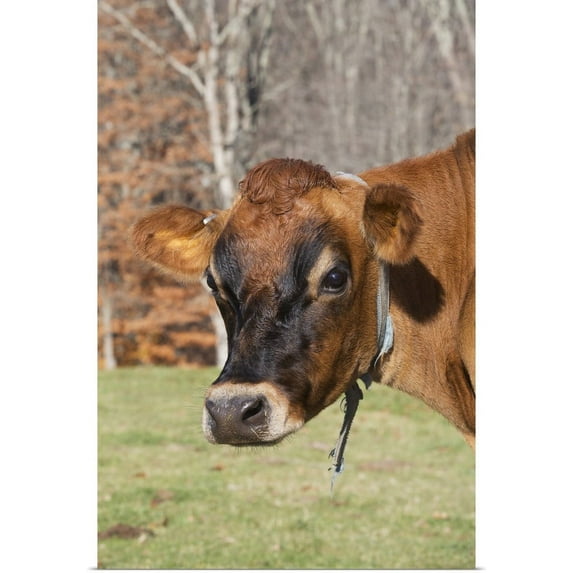 GBC | "Jersey cow in autumn pasture, Baldwin Brook Farm, Canterbury, Connecticut" Art Print - 32x48