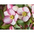 thumbnail image 1 of GC® Ice N' Roses® Rosado - Christmas/Lenten Rose- Helleborus- Gallon Pot, 1 of 2