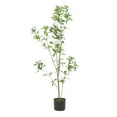 thumbnail image 1 of GDF Studio Purling Artificial Pieris Tree, 4' x 1.5', 1 of 10