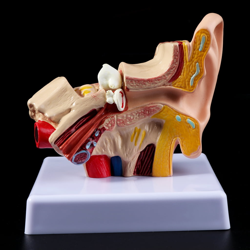 GENEMA 1.5 Times Life Size Human Ear Anatomy Model OrganMedical Teaching Supplies Professional