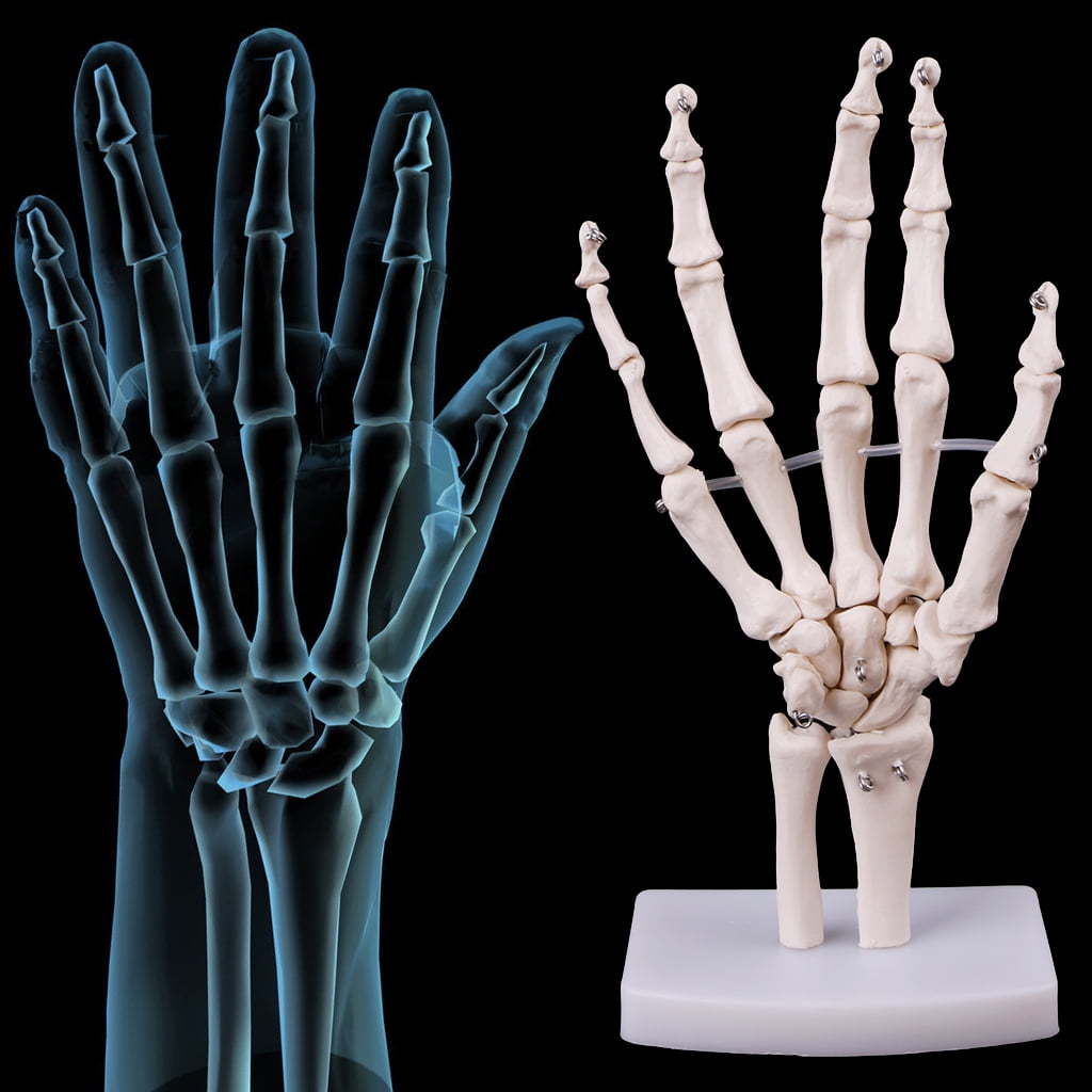 GENEMA Hand Joint Anatomical Skeleton Model Human Medical Anatomy Study Tool Life Size
