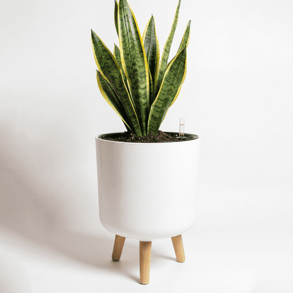 GENTINGBRO Self Watering Pots for Indoor Plants with Water Level Indicator 10 inch Plant Pot Plastic Planter with Wooden Stand for Outdoor Plants Modern Décor for Porch Patio White Medium