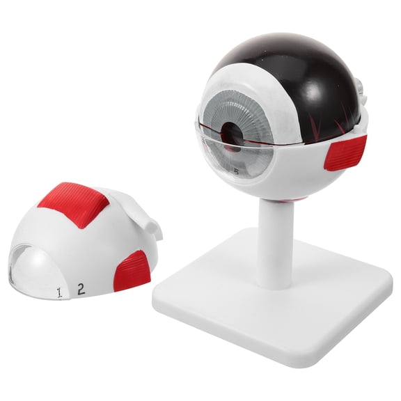 GETAJGHSD Realistic White 3X Enlarged Eye Anatomy Model for Teaching Medical Research Display