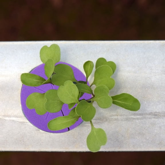 GETAJGHSD 50Pcs Hydroponic Garden Clone Collars for Clean and Space Saving Plant Cultivation