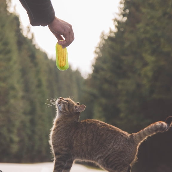 GETAJGHSD Kitten Toys Cat Nip Cat Toys Multi 6Pcs