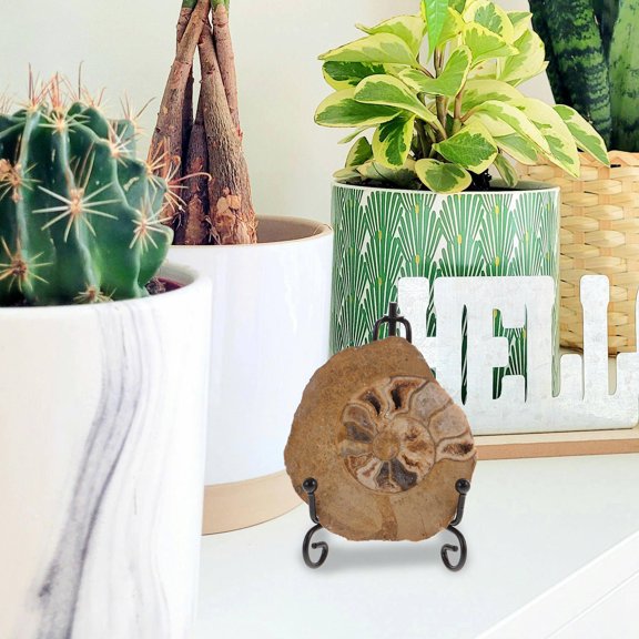 GETAJGHSD Ammonite Decoration Ammonite Specimen Mineral Specimens 1 Set