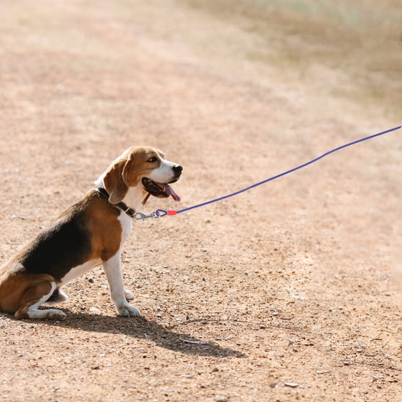 GETAJGHSD Dog Tether for Yard Steel Wire 1Pcs Heavy Duty Tie Lead Rope