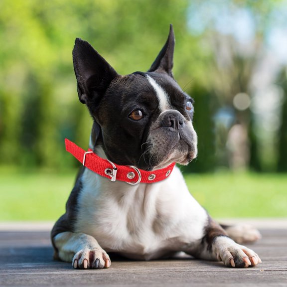 GETAJGHSD Red Adjustable Pet Collar Comfortable Soft Foam with Strong Alloy Buckle for Dogs and Cats