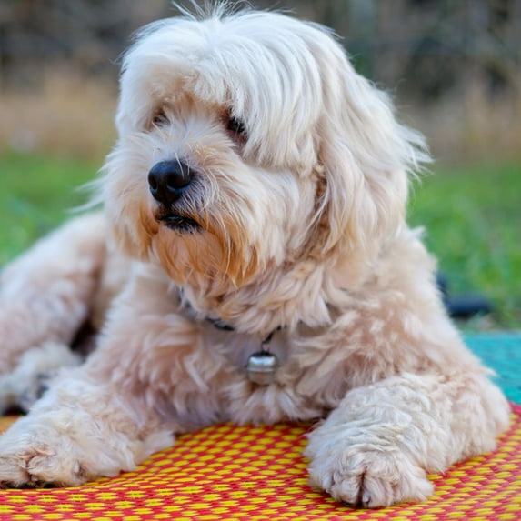 GFHFHITJ Dog GPS T-racker Real Pet GPS T-racker Location & Activity T-racking Collar With Alarm For Dogs And Cats APP Control