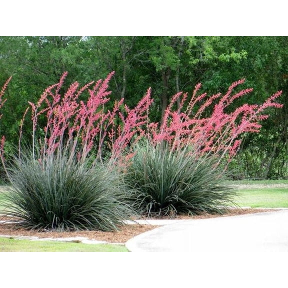 GGM Enterprises 30 Hesperaloe Parviflora Rubra Plant Seeds, Hummingbird Favorite
